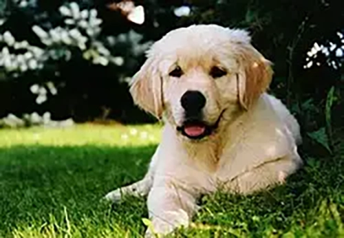 El Golden Retriever Es El Perro Ideal Para Las Familias