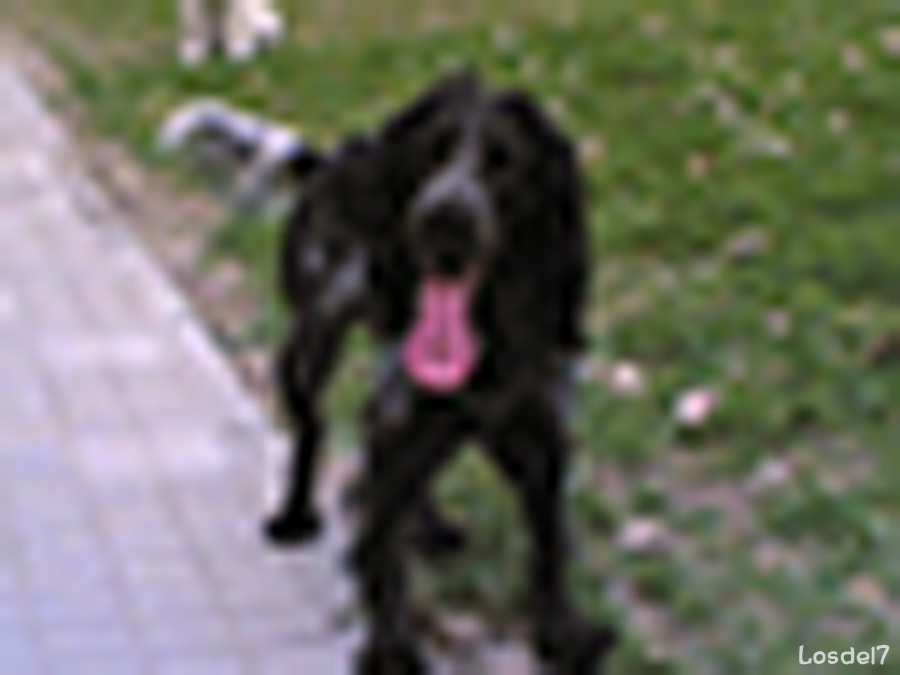 Cómo Conseguir Que Nuestro Perro Esté Equilibrado Y Se Porte Bien