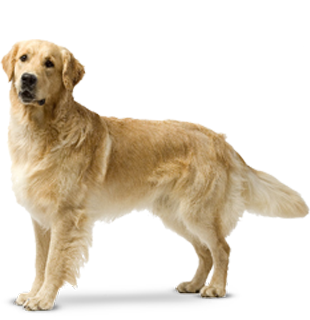 Golden_Retriever