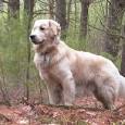 Golden retriever